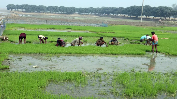 ফুলবাড়ীতে,  ফসলের মাঠে,  ব্যস্ত কৃষক